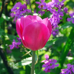 Tulipa Don Quichotte,Tulip 'Don Quichotte', Triumph Tulip 'Don Quichotte', Triumph Tulips, Spring Bulbs, Spring Flowers, Tulipe Don Quichotte, Triumph Tulip, Pink tulips, Purple Tulips, Tulipes Triomphe